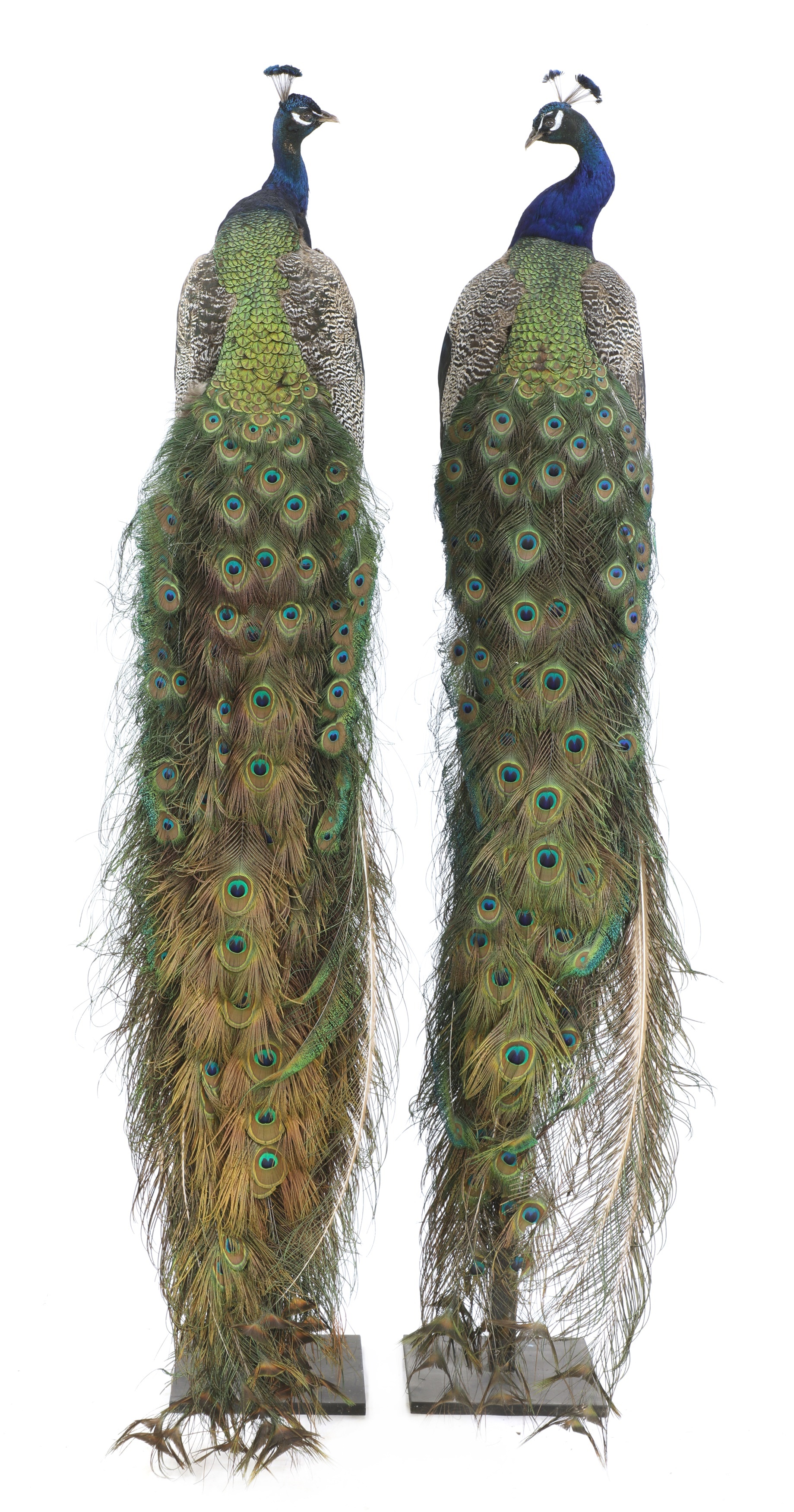 A pair of opposing taxidermy peacocks